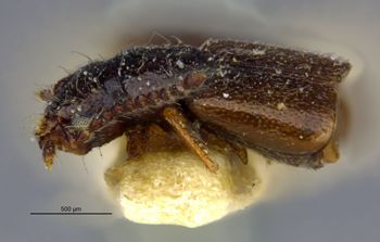 Media type: image;   Entomology 6561 Aspect: habitus lateral view